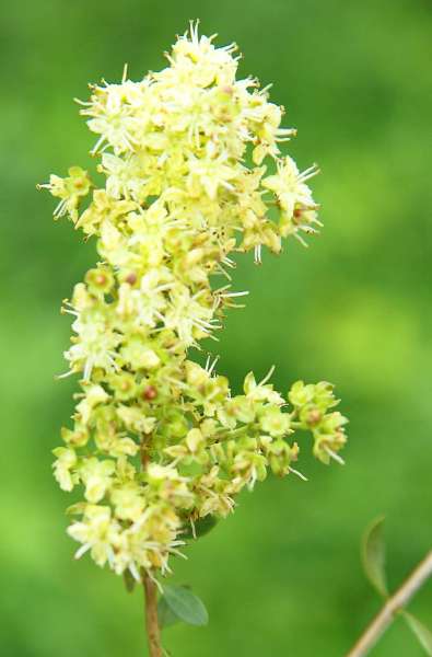 Tinte vegetal ecológico Khadi castaño medio Medium Brown