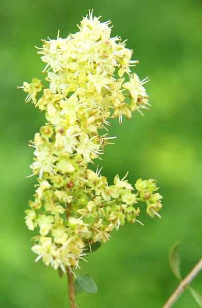 Tinte vegetal ecológico Khadi castaño dorado Golden Brown