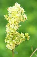 Vista previa: Tinte vegetal ecológico Khadi castaño medio Medium Brown Vista previa: Tinte vegetal ecológico Khadi castaño medio Medium Brown