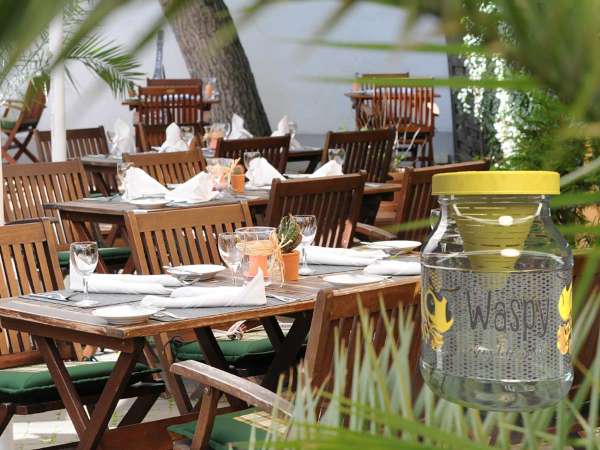 Trampa natural para avispas Frubby (sin matarlas)