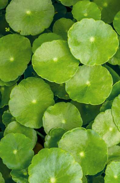 Aceite capilar ayúrvedico Khadi Color Care